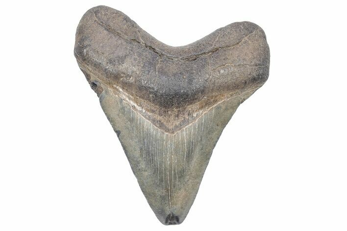 Juvenile Megalodon Tooth - South Carolina #248896